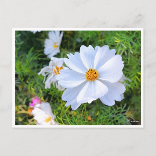 Carte Postale Cosmos [Carte postale] (Devant)