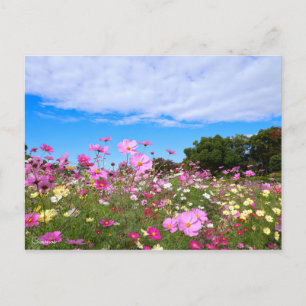 Carte Postale Cosmos [Carte postale]