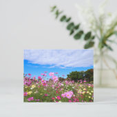 Carte Postale Cosmos [Carte postale] (Debout devant)