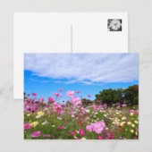 Carte Postale Cosmos [Carte postale] (Devant / Derrière)