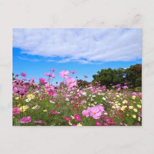 Carte Postale Cosmos [Carte postale] (Devant)