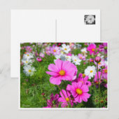 Carte Postale Cosmos [Carte postale] (Devant / Derrière)