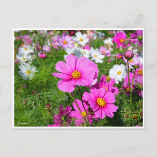 Carte Postale Cosmos [Carte postale] (Devant)