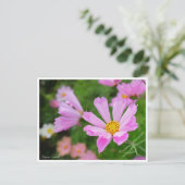 Carte Postale Cosmos [Carte postale] (Debout devant)
