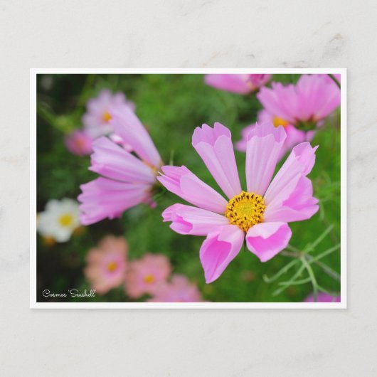 Carte Postale Cosmos [Carte postale] (Devant)