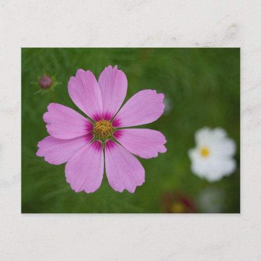 Carte Postale Cosmos rose (Devant)