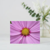 Carte Postale Cosmos rose Fleur sauvage Floral (Debout devant)