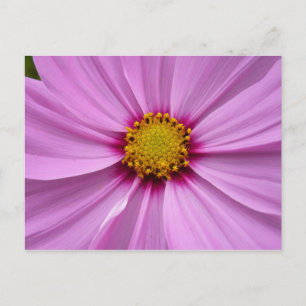 Carte Postale Cosmos rose Fleur sauvage Floral