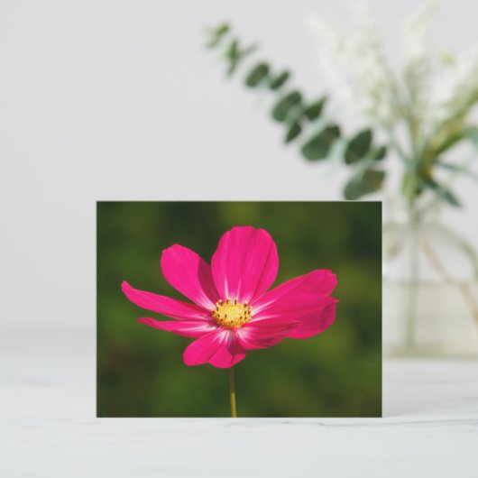 Carte Postale Cosmos roses (Debout devant)
