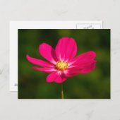 Carte Postale Cosmos roses (Devant / Derrière)