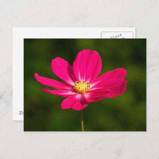 Carte Postale Cosmos roses (Devant / Derrière)