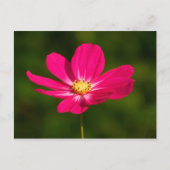 Carte Postale Cosmos roses (Devant)