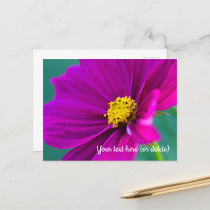 Carte postale Cosmos violet
