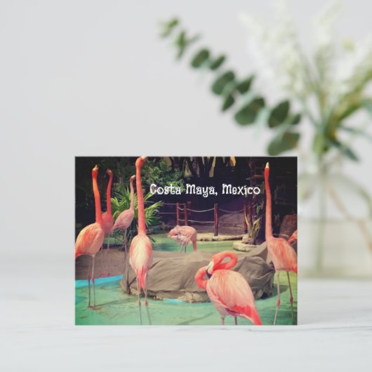 Carte postale Costa Maya Mexico (Debout devant)