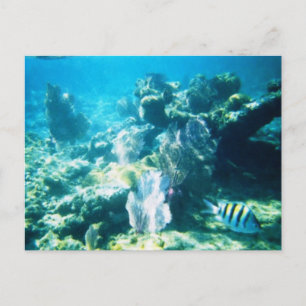 Carte Postale Costa Maya Reef Customizable