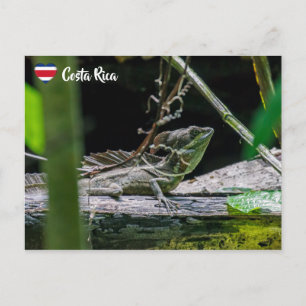Carte Postale Costa Rica - Homme Émeraude Basilisque Lizard
