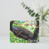 Carte Postale Costa Rica, Muelle - Lazy Iguana reposant dans un (Debout devant)