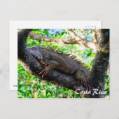 Carte Postale Costa Rica, Muelle - Lazy Iguana reposant dans un (Devant / Derrière)