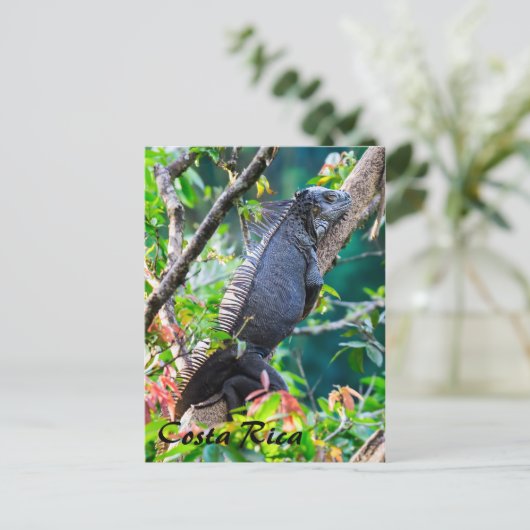 Carte Postale Costa Rica, Muelle - Lazy Iguana reposant dans un (Debout devant)