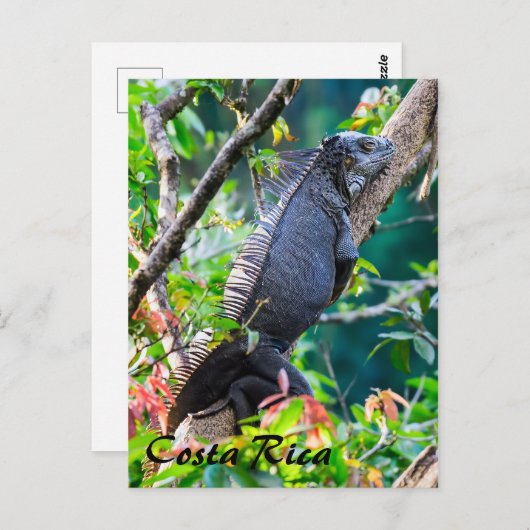 Carte Postale Costa Rica, Muelle - Lazy Iguana reposant dans un  (Devant / Derrière)