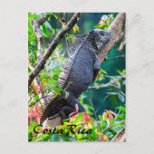 Carte Postale Costa Rica, Muelle - Lazy Iguana reposant dans un  (Devant)