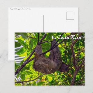 Carte Postale Costa Rica - Paresseux heureux et paresseux, Anton