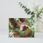Carte Postale Costa Rica Rainforest Sloth (Debout devant)