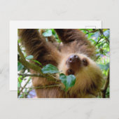 Carte Postale Costa Rica Rainforest Sloth (Devant / Derrière)