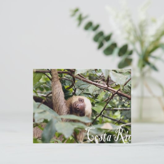 Carte Postale Costa Rica - Sloth Postcard (Debout devant)