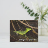 Carte Postale Costa Rica, Tortuguero - Emerald Basilisk Lizard (Debout devant)