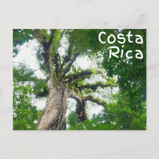 Carte postale Costa Rica Tree Photography (Devant)