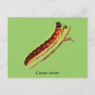 Carte Postale Cosus cossus caterpillar
