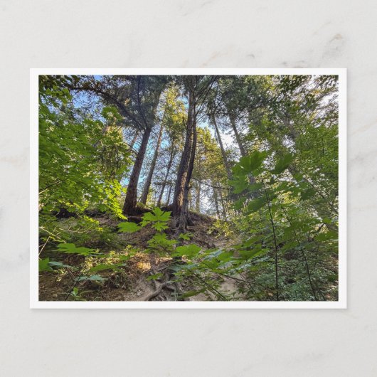 Carte Postale Côte de la colline (Devant)