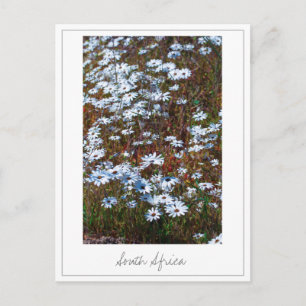 Carte Postale Côte Ouest Afrique du Sud Fleurs sauvages