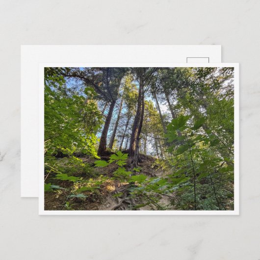 Carte Postale Coteau (Devant / Derrière)