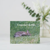 Carte Postale Coton congelé, Lapin de coton (Debout devant)