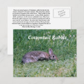Carte Postale Coton congelé, Lapin de coton (Devant / Derrière)