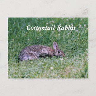 Carte Postale Coton congelé, Lapin de coton