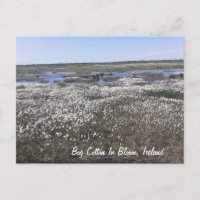 Coton de porc en fleur, Offaly, Irlande