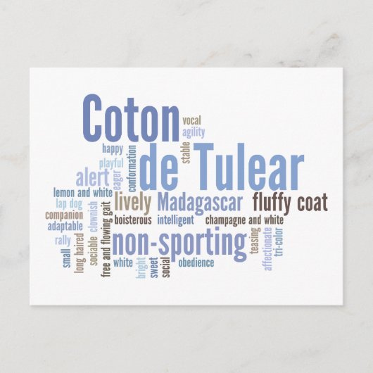 Carte Postale Coton de Tulear (Devant)