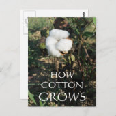 Carte Postale Coton-tige (Devant / Derrière)