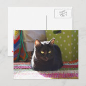 Carte Postale "Cottage Confort" Photographie de chat (Devant / Derrière)