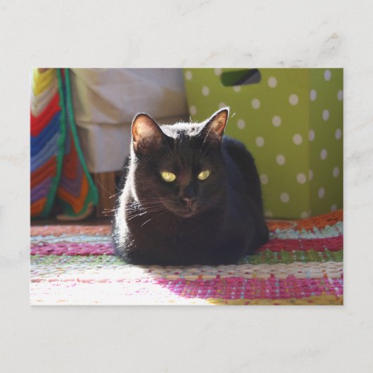 Carte Postale "Cottage Confort" Photographie de chat (Devant)