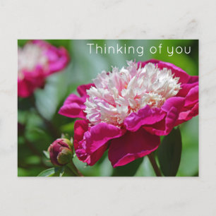 Carte Postale Cottage rose Peony Flower Penser à vous
