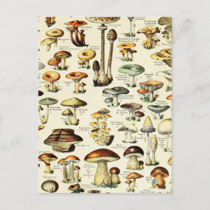 Carte Postale Cottagecore Champignons Naturaliste Vintage