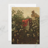 Carte Postale Cotton (Devant / Derrière)