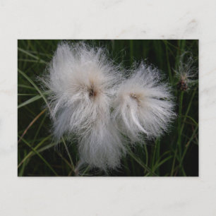 Carte Postale Cotton Grass on Unalaska Island