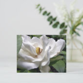 Carte Postale Cotton White (Debout devant)