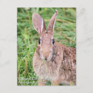 Carte Postale Cottontail Est