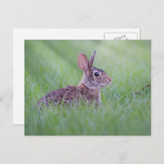 Carte Postale Cottontail Est (Devant / Derrière)
